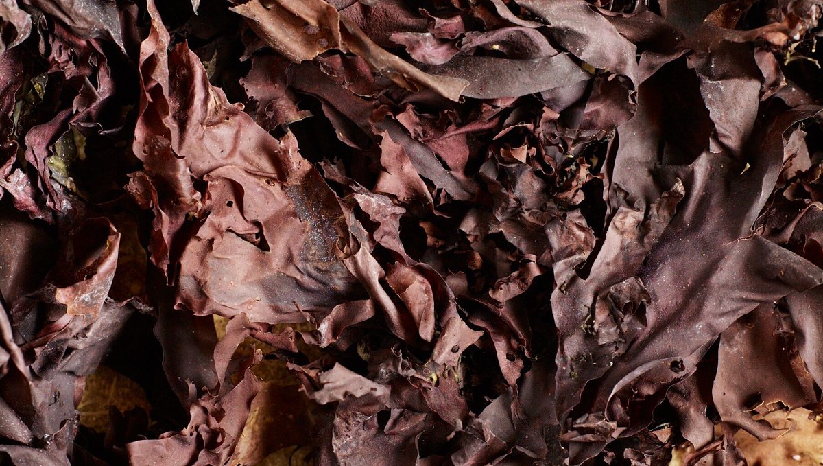 AtlanticKitchen's tweet image. What makes #dulse so great? Any why is is great for vegans?

atlantickitchen.co.uk/blogs/news/the…