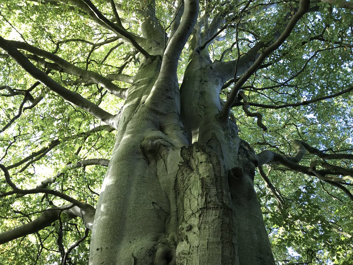 treestoriesuk's tweet image. Walking St Cuthbert’s way - some wonderful trees on the route. Anyone got any #treestories from the route?