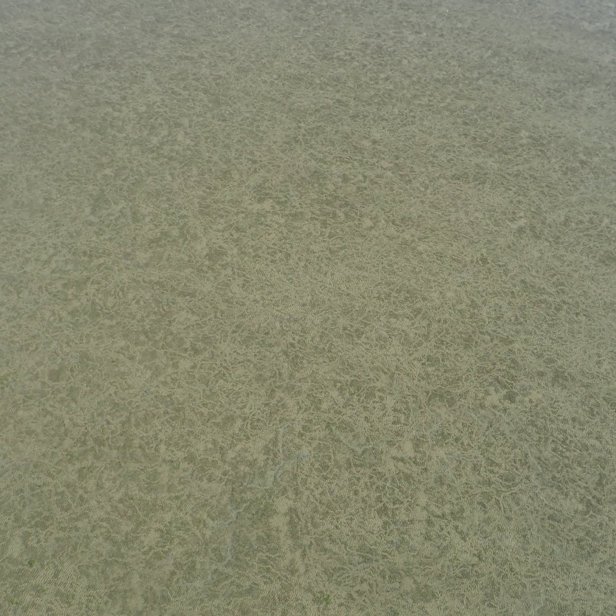 This weekend was our 26th consecutive year of <a href="/portsnorth/">Ports North</a>  #seagrass monitoring in Karumba. The seagrass here was impacted by flooding, but we are seeing signs of recovery with seagrasses growing from seeds (left📷) and dugongs feeding in the meadow (feeding trails in right📷).