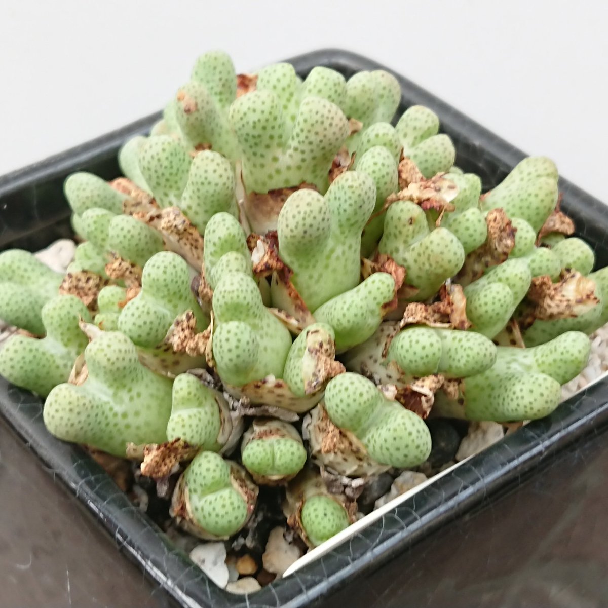 GreenPiece14's tweet photo. #オドラツム #コノフィツム 群生

#conophytum #odoratum 
#多肉植物 #メセン https://t.co/MOv3zdtGDW