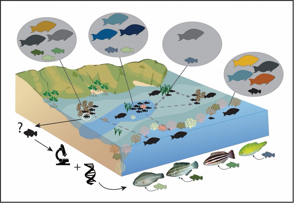 Juvenile parrotfish use non-reef habitats, even species we previously classed as coral reef exclusive. We need to look beyond the coral and include non-reef habitats in our fish studies. First chapter of my PhD! mdpi.com/843526
<a href="/MDPIOpenAccess/">MDPI</a> @CoralCoE