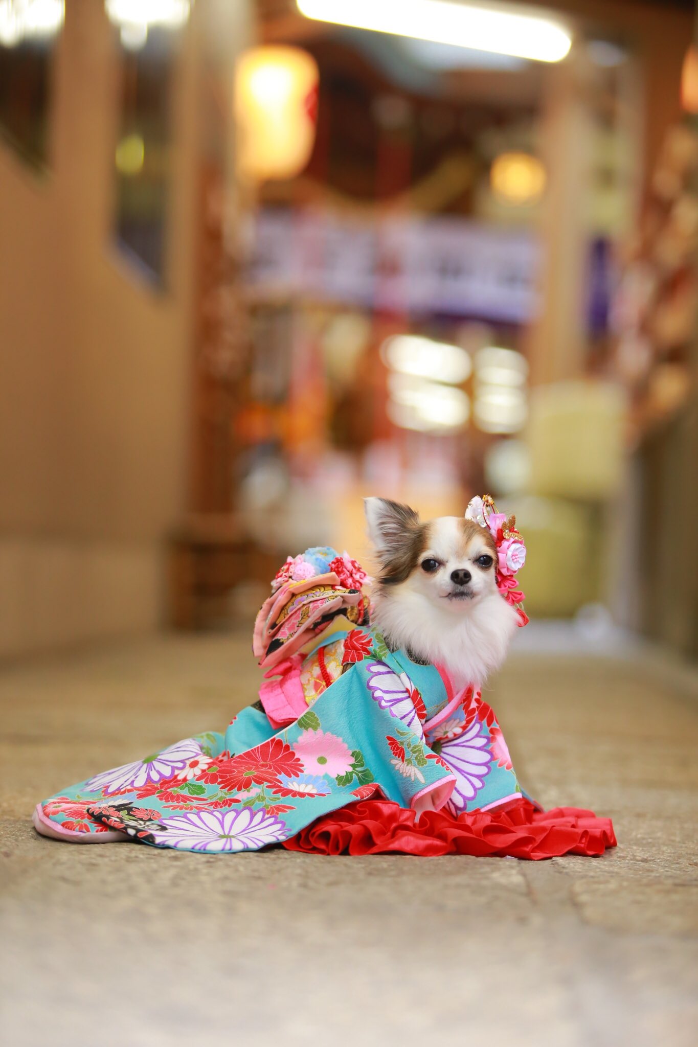 少彦名神社 神農さん 当社ではペットの七五三も受付しております 飼い主様と一緒に健康成就のご祈祷を境内でお受けいただきます 期間は10月3日より11月15日まで 詳細はhpの ペット祈願 をご覧ください 写真は Dogcamera 様です 少彦名神社 大阪