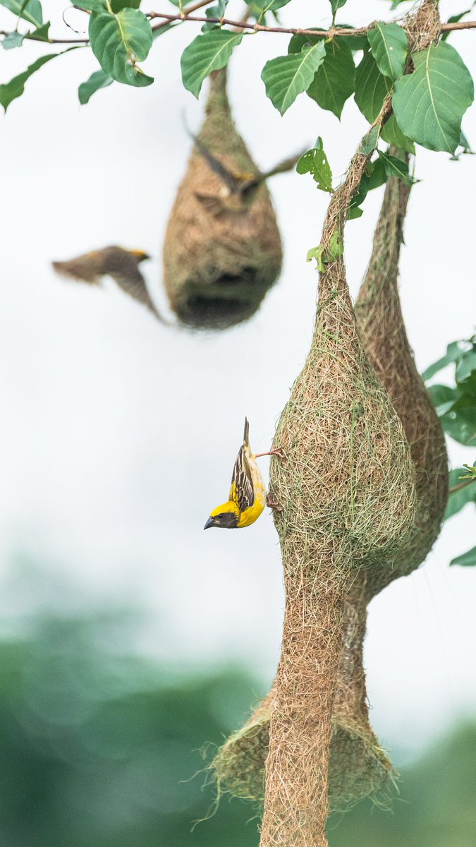 Wallpaper 15: shout-out to one of the most talented architects in nature - the Baya Weaver.  #WallpaperWednesday