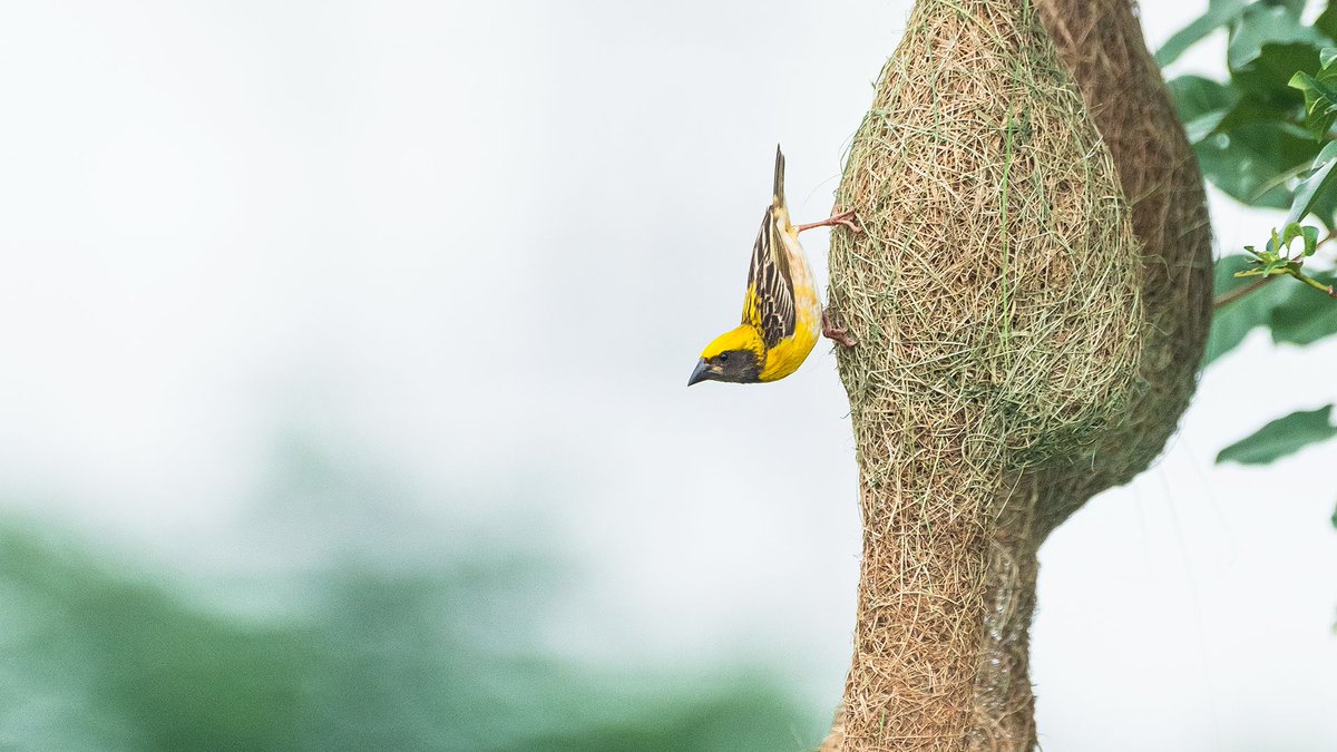 Wallpaper 15: shout-out to one of the most talented architects in nature - the Baya Weaver.  #WallpaperWednesday