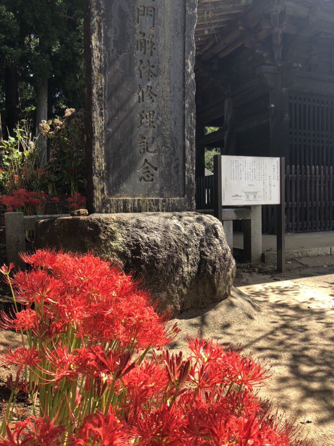 行方市観光協会 日々秋が深まっています 西蓮寺 仁王門の彼岸花もようやく咲き始めました 常行三昧会は最終日を迎えましたが 彼岸花はまだまだ楽しめそうです ぜひ ご参拝下さい 西蓮寺 茨城県行方市西蓮寺504 茨城県 行方市 ワン