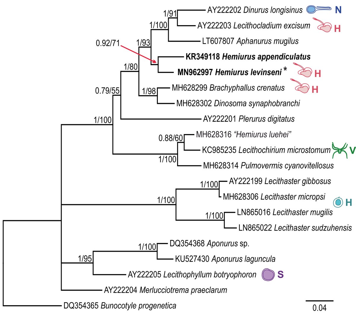redia_matros's tweet photo. My new life-cycle article is being published on #WormWednesday! @myope_ann is in business as well:)
https://t.co/TMlukTrbvO
Here we described cercariae and sporocysts of marine digenean Hemiurus levinseni, and ran molecular phylogenetic analysis for this species. https://t.co/bRRR21RtlG