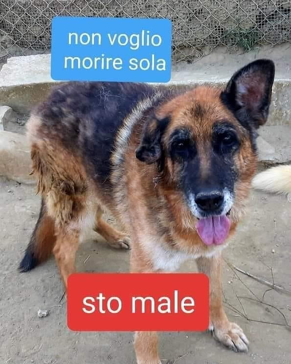 ❤❤  ADOTTATA!! ❤❤

IL SUO PAPÀ MUORE E LEI FINISCE IN CANILE A MARCIRE😭😭😭
EMY PASTORE TEDESCO ANZIANA 11 ANNI 
Il suo papà è morto e lei è stata portata in canile…in punto di morte aveva solo chiesto di occuparsi della sua piccola invece…