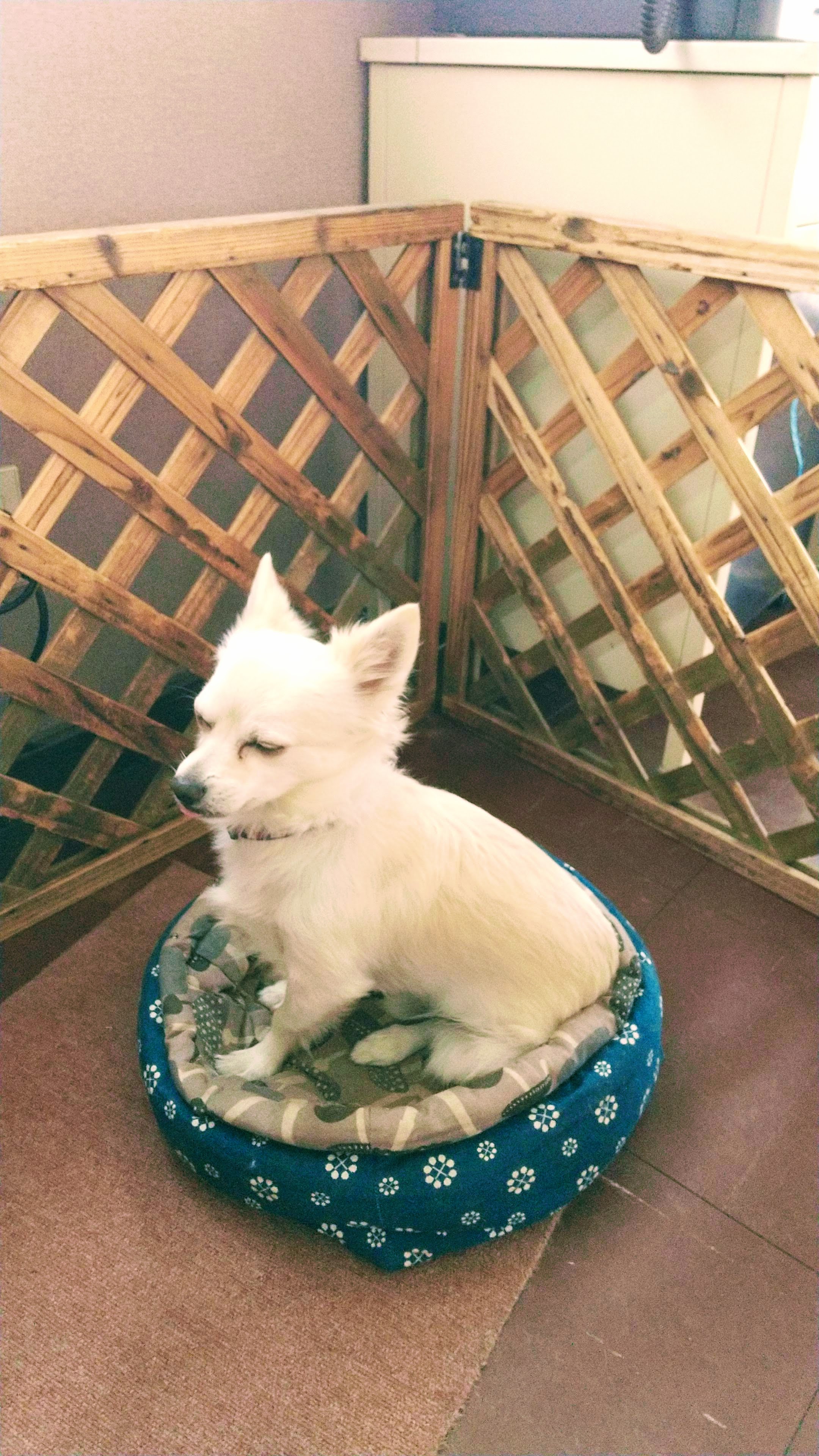 うすのろ Usunoro Dog Twitter