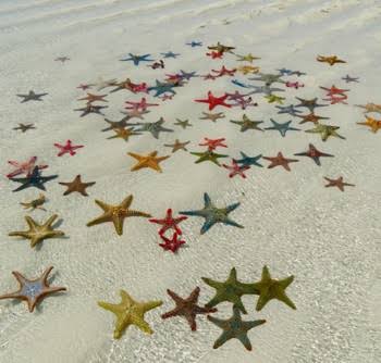 10. Gather your people and visit the star fish island, also in Tiwi. Please, admire them but for heaven's sake, don't bother them.