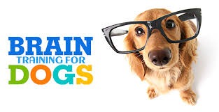 Brain Training For Dogs - 
Unique Dog Training Course!
High Quality Dog Training Course Featuring 21 Games To Improve A Dog's Intelligence And Behavior, Plus Easy Instructions For Training Obedience Commands! Created By A Well Known Profession
…cxpv85k6--zw98209u8.hop.clickbank.net