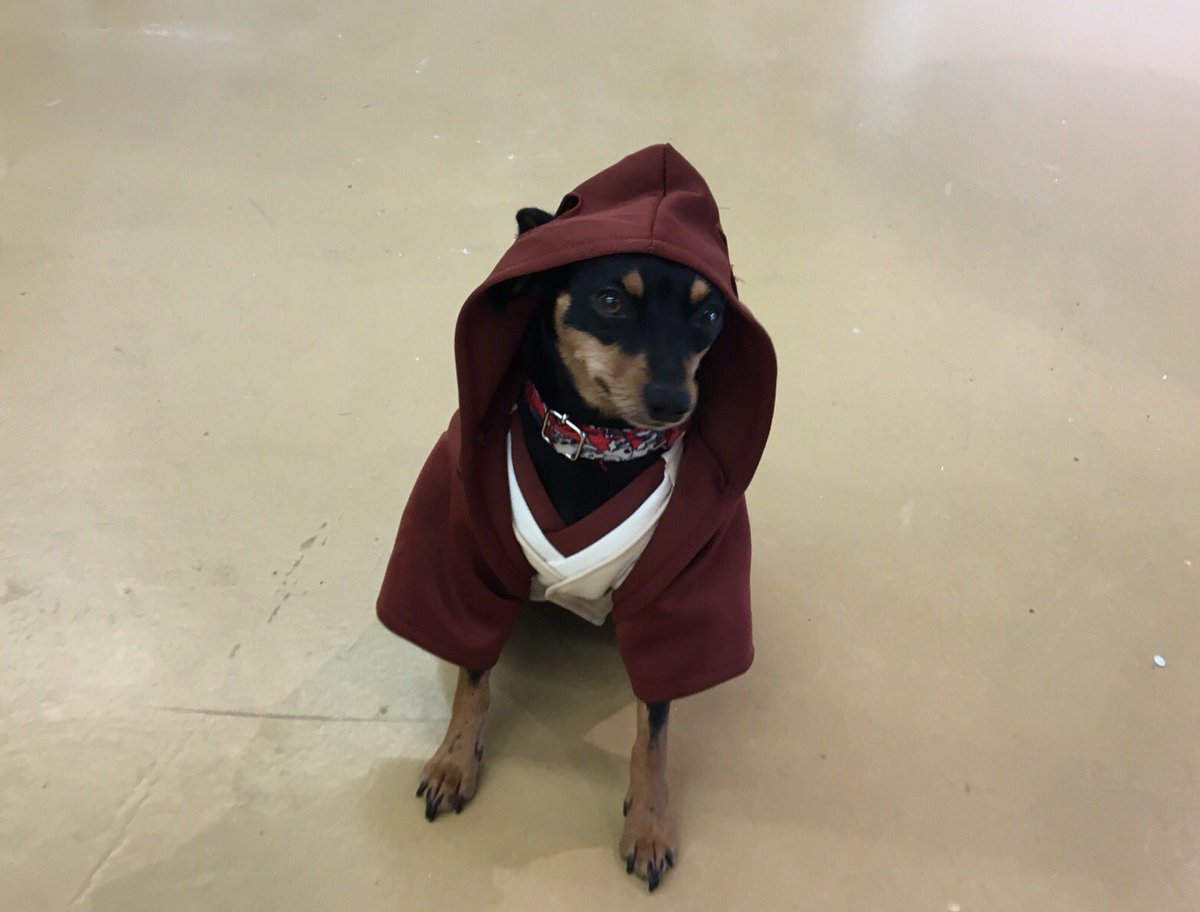 maralacano's tweet photo. @lasmananaskiss @rosa_peligro Claro! Obi wan vive en el perrete! https://t.co/yyEpBaLUE7