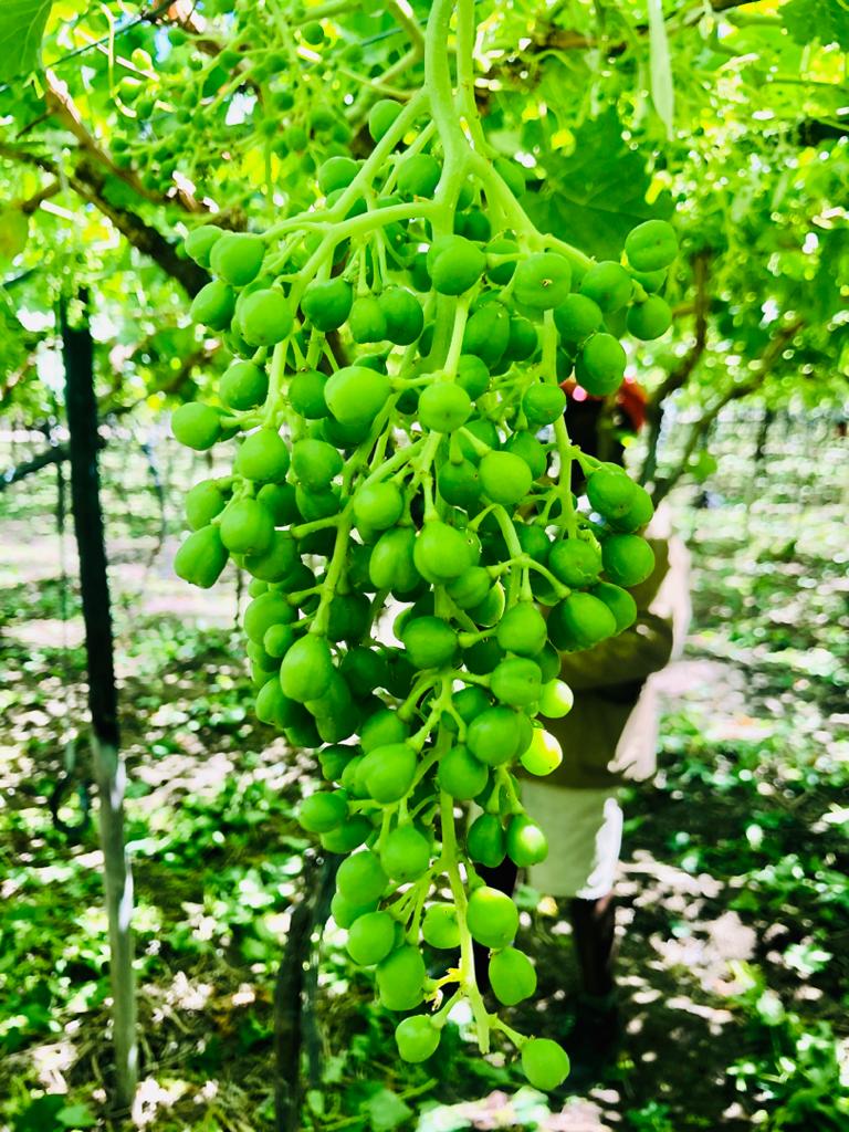 Delecta Fruit tweet media