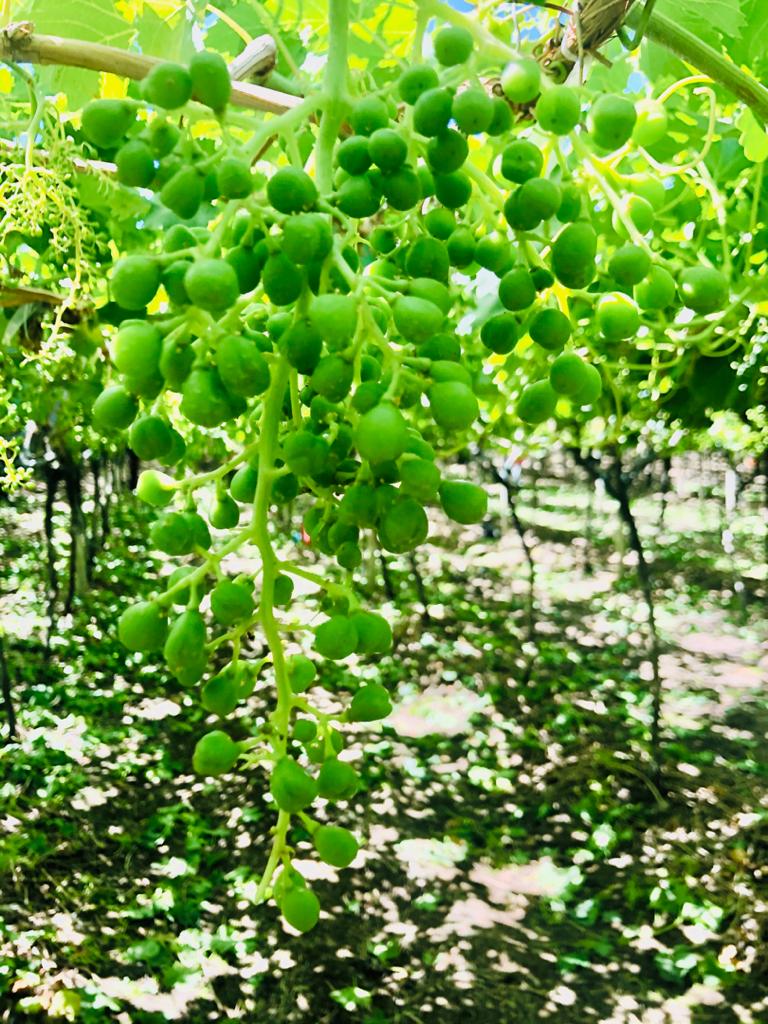 Delecta Fruit tweet media