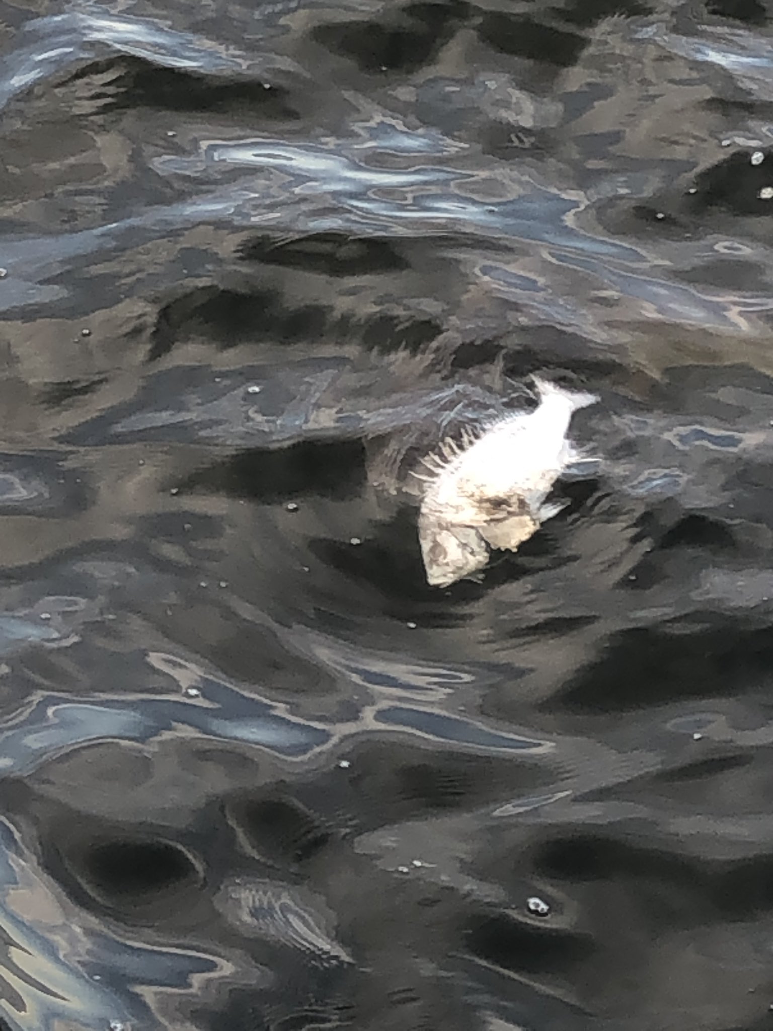 東京蘭鋳 海で魚の死骸撮っていたら突然サメが来て死骸食べていった 食べる瞬間は驚いて撮り損ねた T Co Azxfgtxrlu Twitter