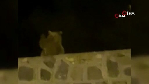 ihacomtr's tweet photo. Sarıkamış'ta ayı vatandaşa el salladı

https://t.co/nqAf8IL9iJ https://t.co/9bd80QVgoX