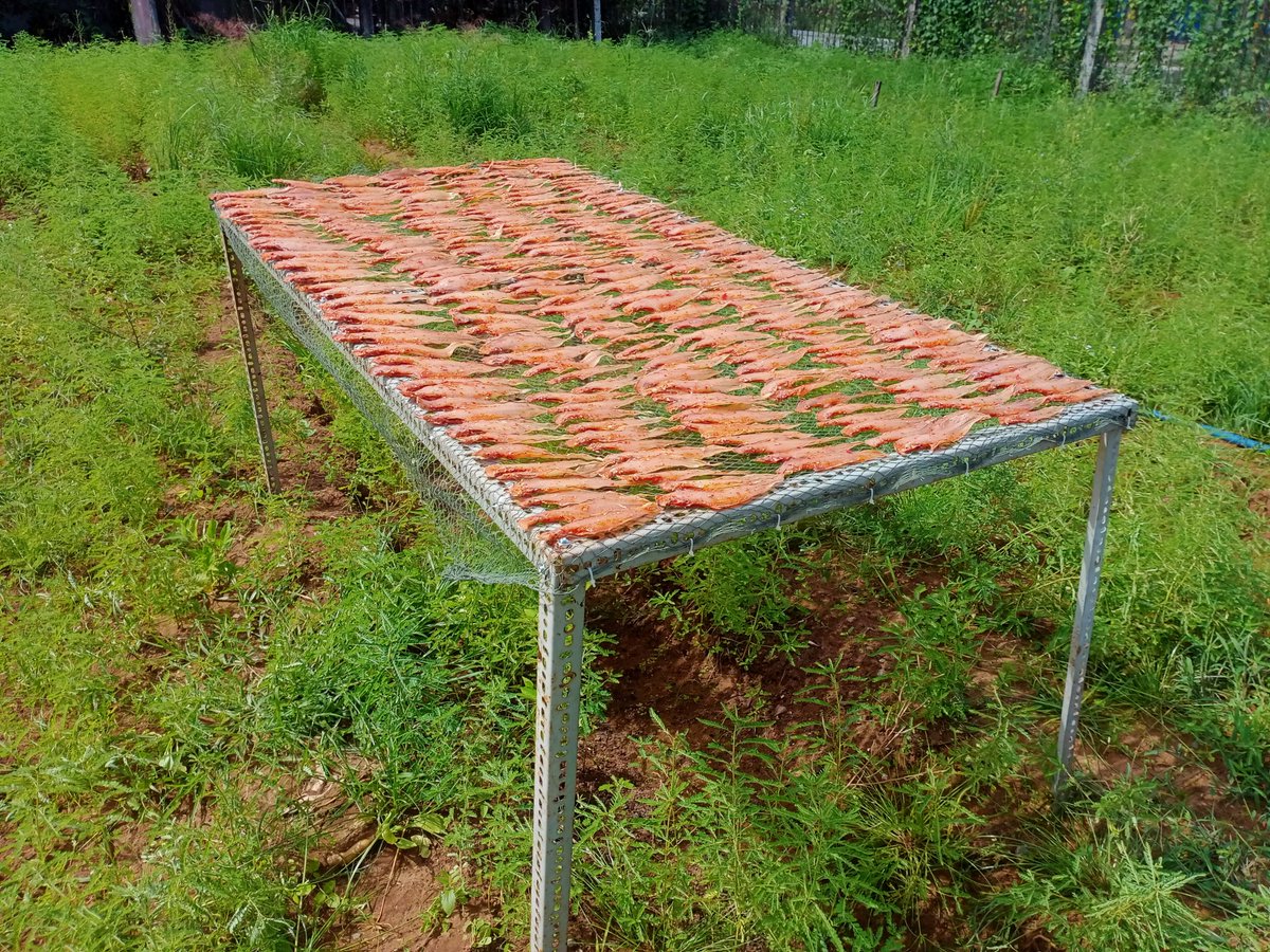 The boss (wife) wanted to dry some fish today. I found some scrap around the house and build a poor American style dry fish rack for her.