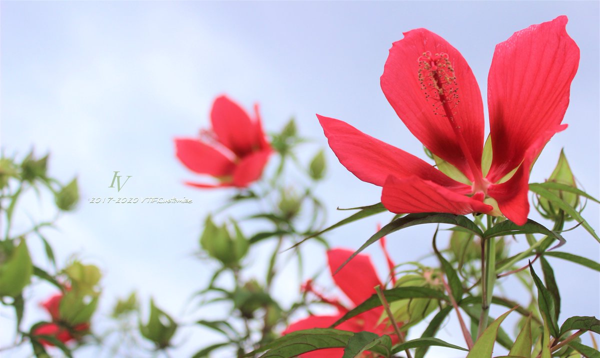 Vtifカスタマイズ 10月1日 誕生花の一つ 紅蜀葵 紅葉葵 花言葉 温和 穏やかさ 優しさ 努力の賜物 Vtifカスタマイズ 10月1日 誕生花の一つ 紅蜀葵 紅葉葵 花言葉 温和 穏やかさ 優しさ 努力の賜物
