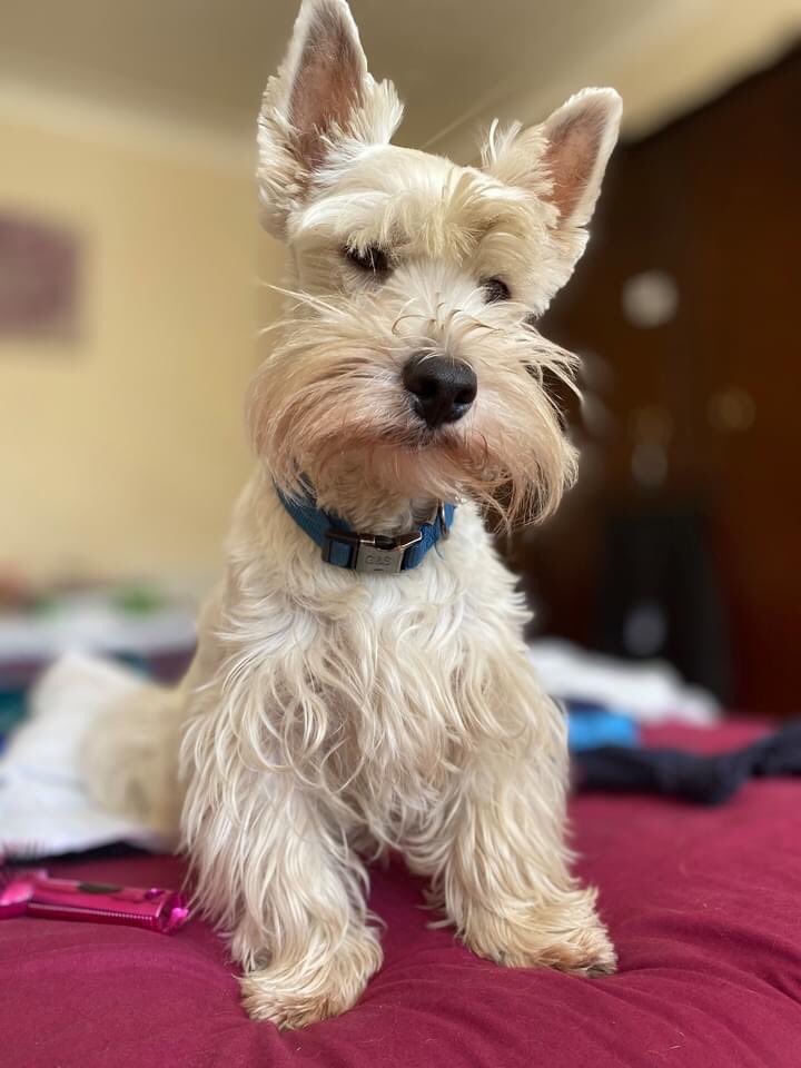 dekkabus's tweet image. Never mind the TRUMP - BIDEN debate!  The greatest debate of all is PINK, BLUE or YELLOW!  (We’ll let the voters decide!)

No matter what your persuasion is, vote DEKKABUS for your next day out!