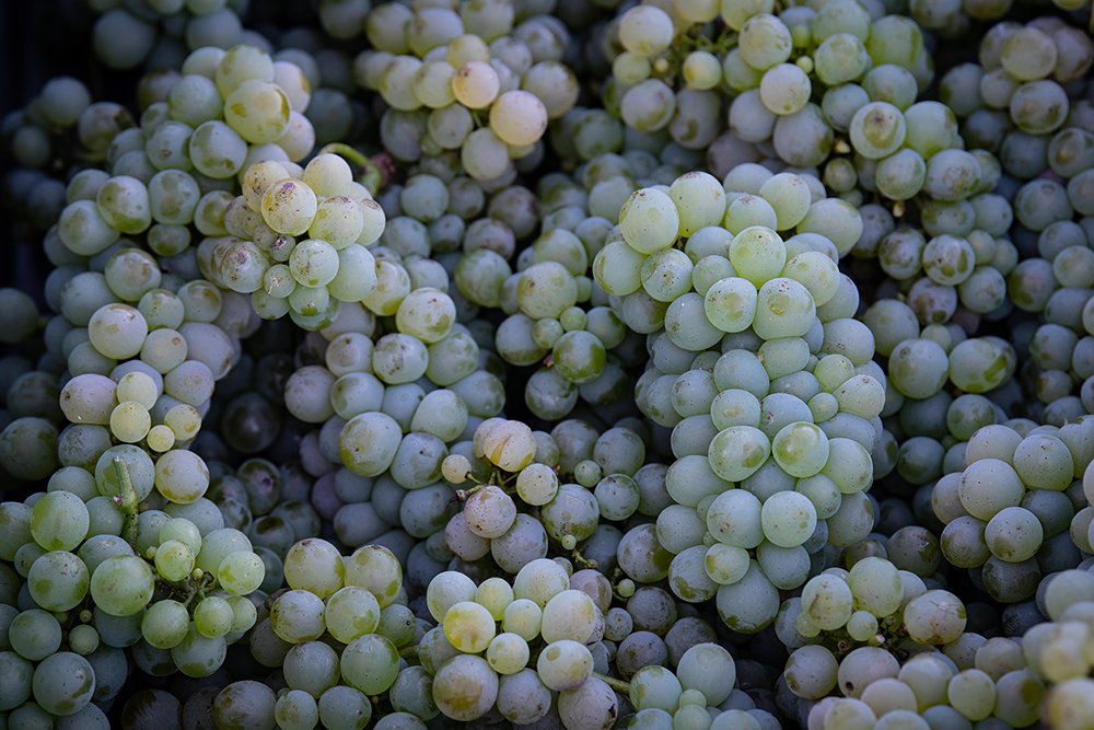 Echos de Bordeaux 🍷 (@agencefleurie) on Twitter photo 🔍Premier bilan des #vendanges 2020 🔎 :
👉 bit.ly/3cGVH7E
💬 Couleurs intenses, arômes de fruits noirs, rondeur et richesse tannique, laissant présager un très beau #millésime 2020...💬
#WineMorning <a href="/oenoBlogue/">Pascal Hénot</a> #derenoncourt 🔍Premier bilan des #vendanges 2020 🔎 :
👉 bit.ly/3cGVH7E
💬 Couleurs intenses, arômes de fruits noirs, rondeur et richesse tannique, laissant présager un très beau #millésime 2020...💬
#WineMorning <a href="/oenoBlogue/">Pascal Hénot</a> #derenoncourt