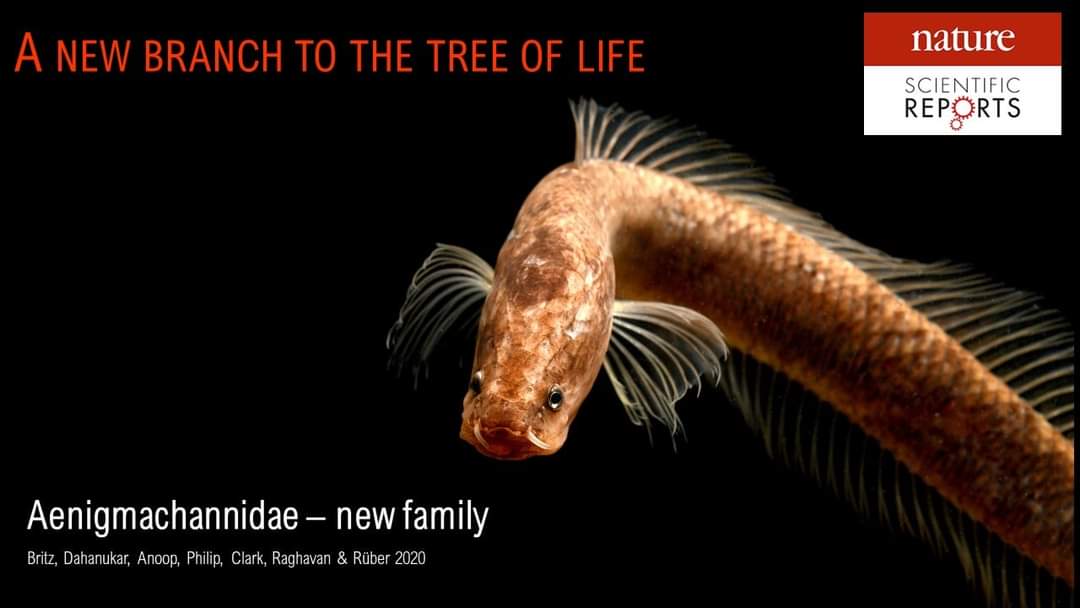 LabRajeev's tweet image. Just out in @SciReports, the recognition of a NEW FAMILY of fishes - Aenigmachannidae!! 

With several primitive characters &amp;amp; an ancient divergence (about 100 million years ago), Aenigmachannidae is a #Gondwanan lineage and a #livingfossil @Shoal_Org @WWFLeadWater @BBCEarth