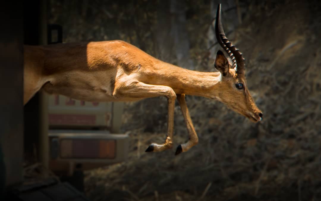 West Lunga Conservation Project tweet media