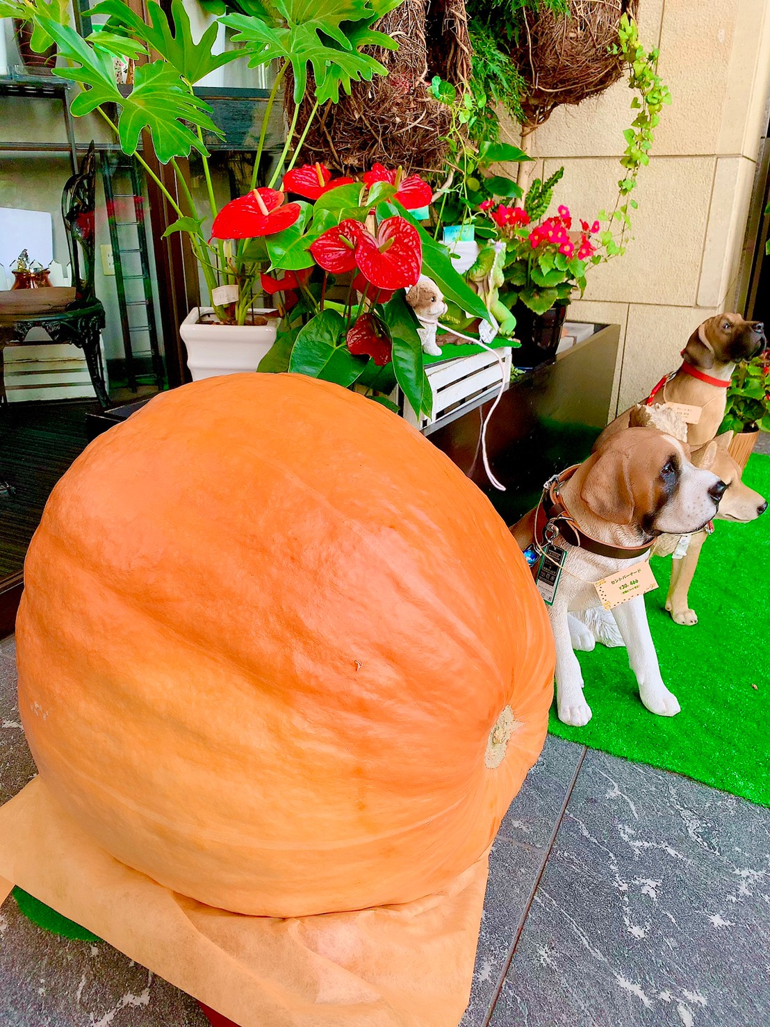 サトウ花店 中之島本店です 大きなカボチャが今年もやってきました このカボチャは何kgでしょう 凄く大きいです 是非見て下さい サトウ花店 花のある暮らし 大阪花屋 Satohhanamise サトウ花店中之島本店 今年もハロウィン もうすぐ サトウ花店 中之島本店です 大きなカボチャが今年もやってきました このカボチャは何kgでしょう 凄く大きいです 是非見て下さい サトウ花店 花のある暮らし 大阪花屋 Satohhanamise サトウ花店中之島本店 今年もハロウィン もうすぐ