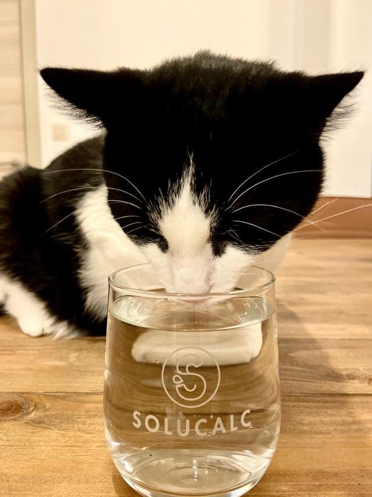 ¿Sabías que el #agua tratada con un descalcificador con sal, puede ser dañina tanto para los humanos como para los animales?

Ellos también necesitan agua con mejor sabor y sin sodio, es la garantía de una hidratación óptima ✅

Piensa en #𝗦𝗼𝗹𝘂𝗖𝗮𝗹𝗰 para tratar tu agua 🥰