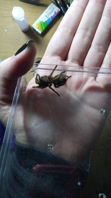 My little spider baby ❤❤ https://t.co/HiMwBa7a3b #spiders #onlyfanssouthafrica #onlyfans #onlyfannewbie<a href="/tag/spiders"class="tags">#spiders</a><a href="/tag/onlyfans"class="tags"><span>#onlyfans</span></a><a href="/tag/onlyfannewbie"class="tags"><span>#onlyfannewbie</span></a><a href="/tag/onlyfanssouthafrica"class="tags"><span>#onlyfanssouthafrica</span></a>