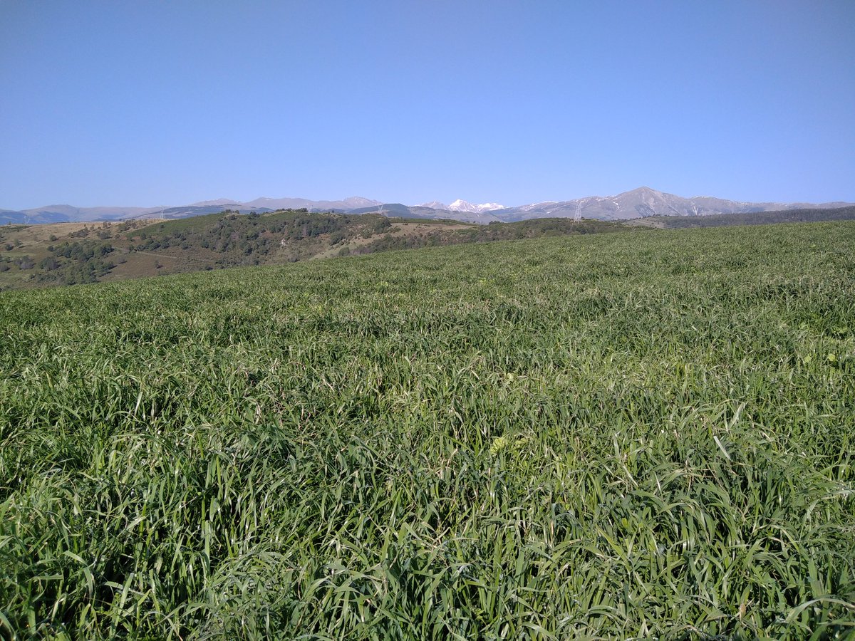 xaiecologic's tweet photo. Ara va bé! Sol i caloret! 
Tots aquells que demaneu fred, glaç i neu, sou una tribu de pijos, bords i mala gent! 🤭🤭
Aleee. #QuedaDit
#MortAlsLaFradistes https://t.co/MiW4yz2J32