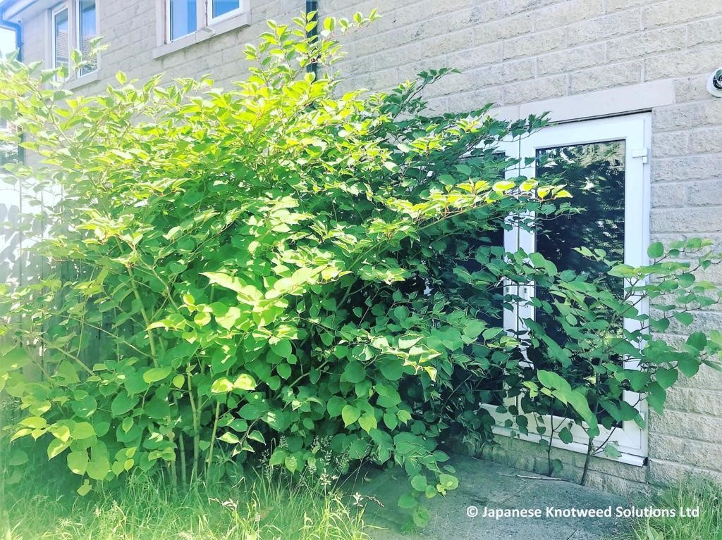 JKSLtd's tweet photo. BLOG: KNOTWEED SPREAD 'A few years ago, I noticed a house builder putting up signs adjacent to the river in the centre of town. The river side had a large infestation of Japanese knotweed.' https://t.co/TOqGbtgIPk  #japaneseknotweed #invasiveplants #developmentsites #jksl #blog https://t.co/YFtVLSIZL8