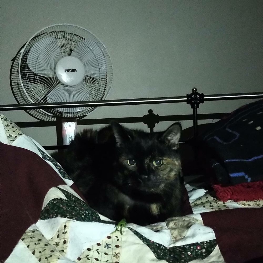 AuronKitty's tweet photo. Daddy staff took some photos of me being cute before bedtime #tortietude #TortiesOfTwitter https://t.co/4kZiM3vWuY
