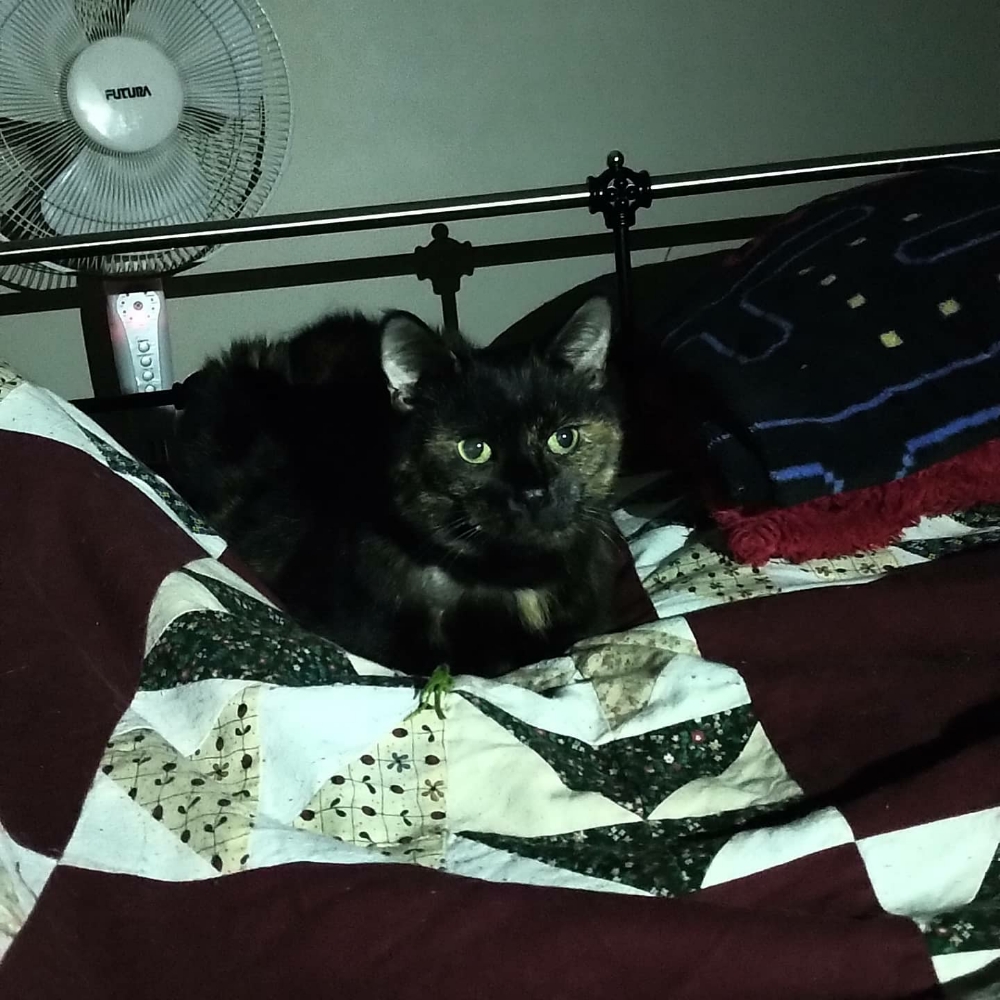 AuronKitty's tweet photo. Daddy staff took some photos of me being cute before bedtime #tortietude #TortiesOfTwitter https://t.co/4kZiM3vWuY