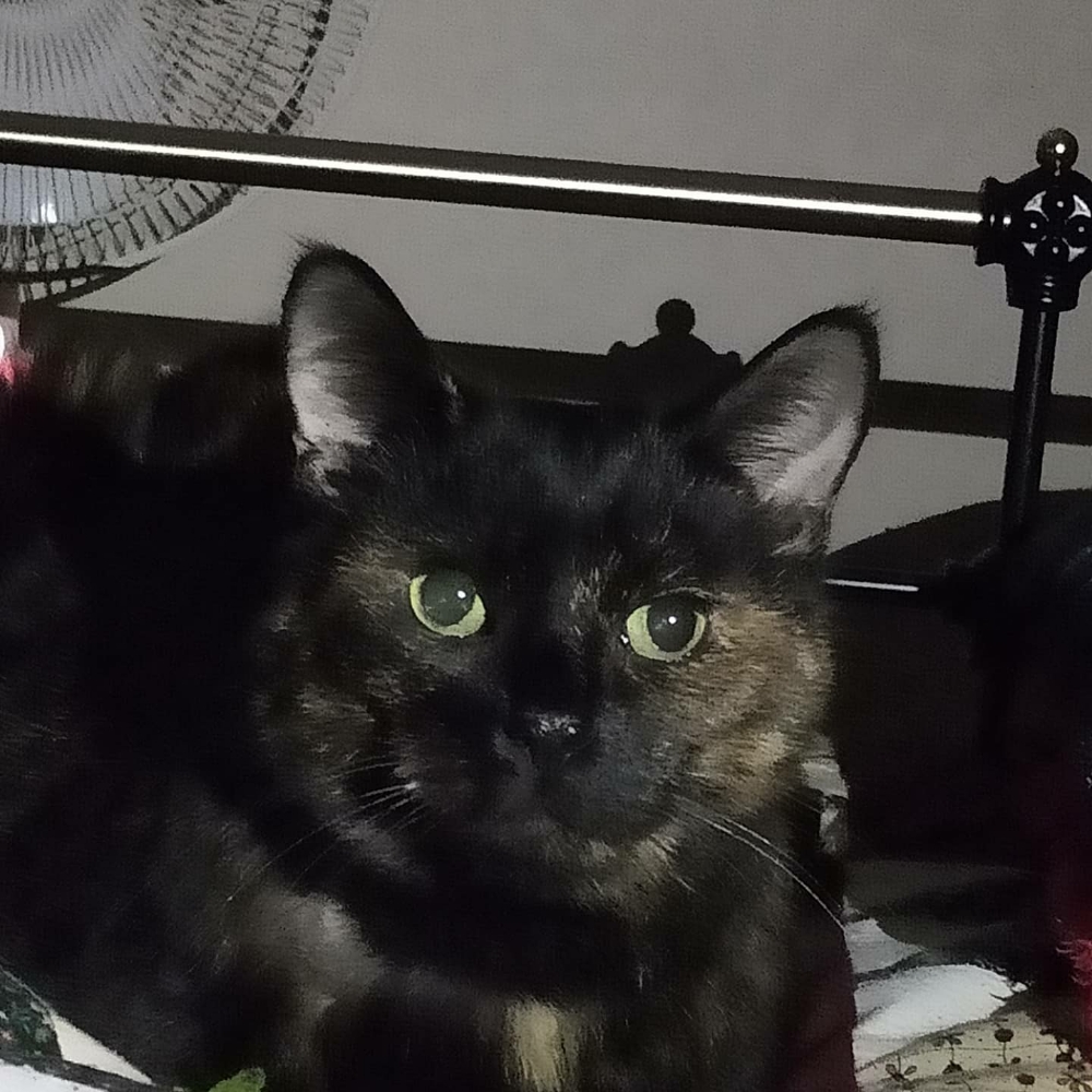 AuronKitty's tweet photo. Daddy staff took some photos of me being cute before bedtime #tortietude #TortiesOfTwitter https://t.co/4kZiM3vWuY