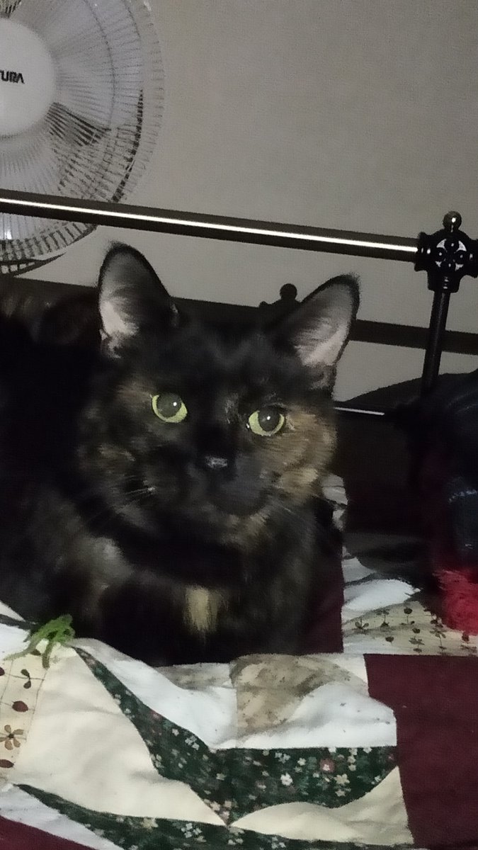 AuronKitty's tweet photo. Daddy staff took some photos of me being cute before bedtime #tortietude #TortiesOfTwitter https://t.co/4kZiM3vWuY
