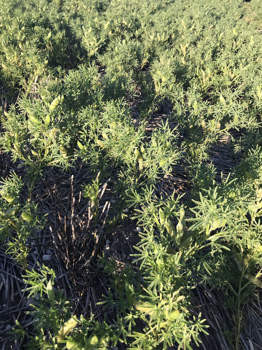 ipaddockapps's tweet photo. More tolerant than you think #lupins #limestone #poormanslentils #pearlsofprotein https://t.co/H7Gyosh6ge