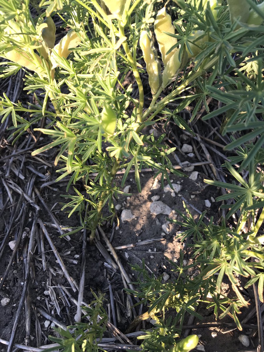 ipaddockapps's tweet photo. More tolerant than you think #lupins #limestone #poormanslentils #pearlsofprotein https://t.co/H7Gyosh6ge
