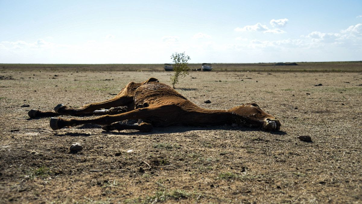 tveitdal's tweet photo. Fire and drought could trigger Amazon collapse
https://t.co/x1q2OvM8tX
Amazon collapse could soon mean the end of one of Earth’s richest habitats, leaving the rainforest destroyed by humans. @RainforestNORW https://t.co/V5pMpStZZV