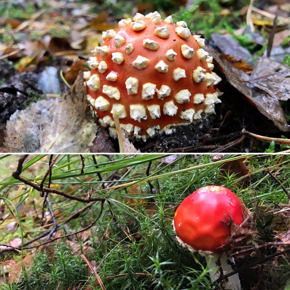 mveldhuis76's tweet photo. #Paddestoelen en andere herfstverschijnselen op de #Utrechtse #heuvelrug. In dit geval #landgoed #DenBerg te #Leersum. Betoverend..@ValleienVeluwe #biodiversiteit #herfst #dauw https://t.co/Jg8X2pvMWA