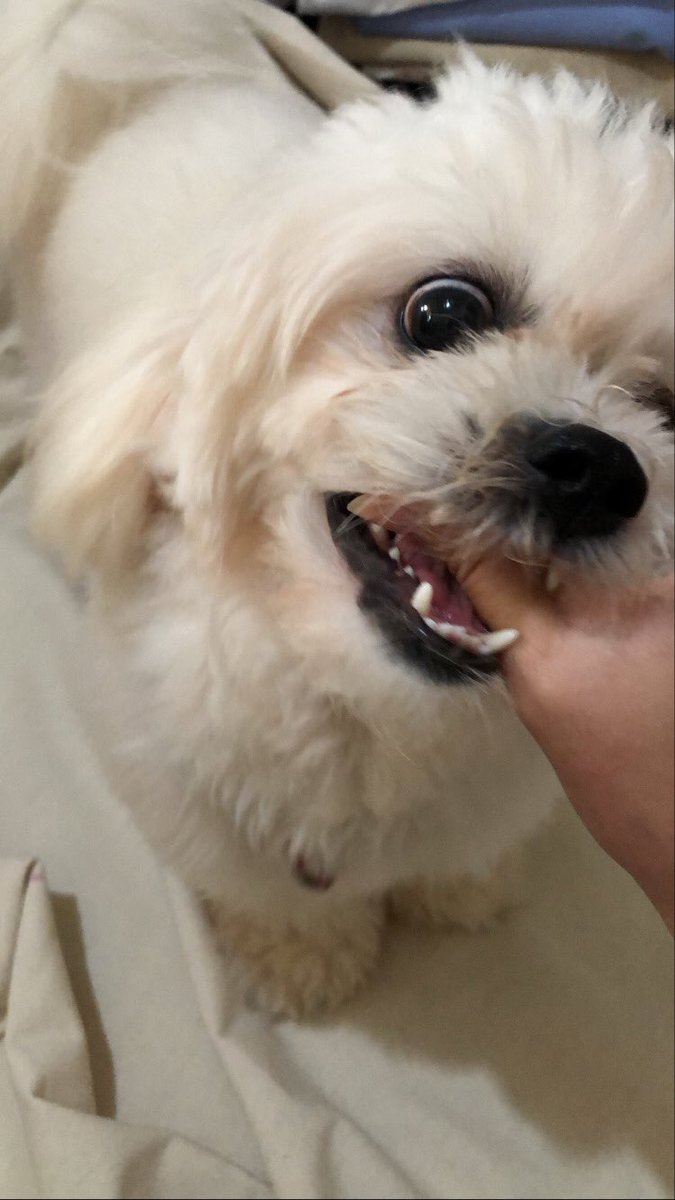 ChristineTanzo's tweet photo. The only toxic relationship I tolerate 🐶 https://t.co/ahAWz6ZC2O