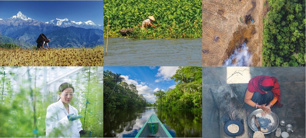 CABI_News's tweet image. CABI shares expertise in Kew’s State of the World’s Plants and Fungi 2020 report  #SOTWPF @kewgardens @kewscience  cabi.news/36iiDJf