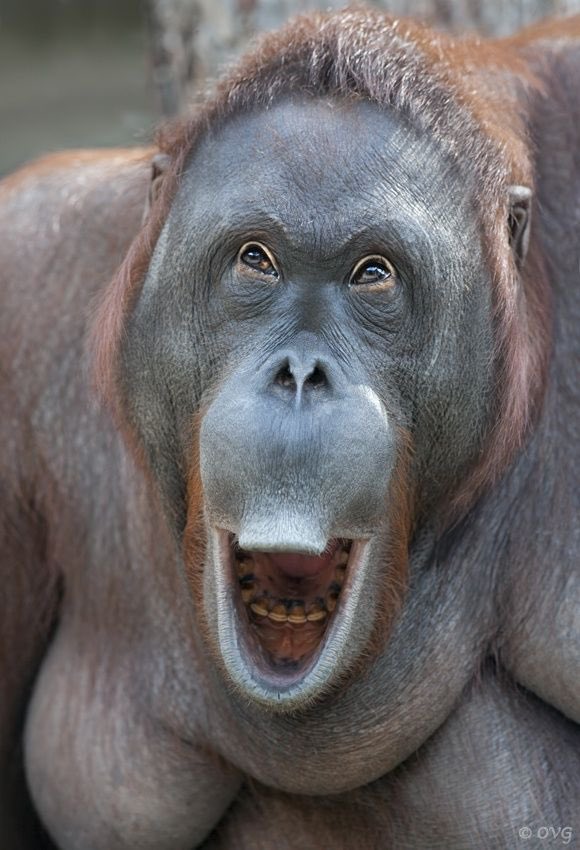 Steve Carell as cute animals