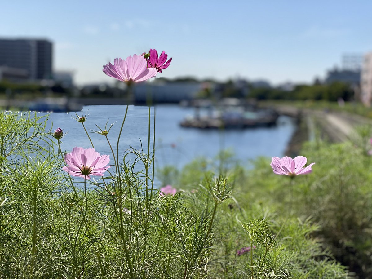 しながわ観光協会 東京 品川のおでかけ情報 花便り しながわ花海道 コスモスが咲き始めています 日当たりの良い場所は所々見頃に 秋風としながわの水辺を感じながらのお散歩コースにおすすめです しながわ花海道 T Co Hhssk7ritb しながわ観光協会 東京 品川のおでかけ情報 花便り しながわ花海道 コスモスが咲き始めています 日当たりの良い場所は所々見頃に 秋風としながわの水辺を感じながらのお散歩コースにおすすめです しながわ花海道 T Co Hhssk7ritb