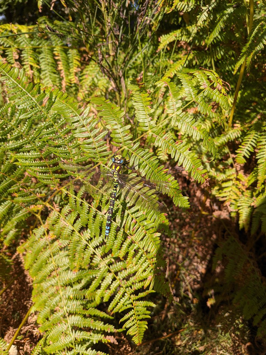 Isabel Commerford (@isabelcommerfo1) on Twitter photo Came across this beautiful Southern Hawker yesterday whilst surveying for reptiles <a href="/BakerConsultant/">Baker Consultants - Ecology and Ecoacoustics</a> #ecology Came across this beautiful Southern Hawker yesterday whilst surveying for reptiles <a href="/BakerConsultant/">Baker Consultants - Ecology and Ecoacoustics</a> #ecology