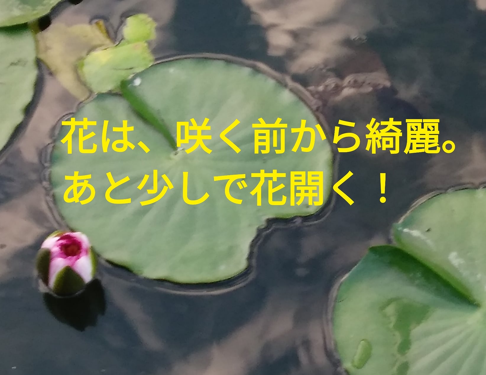 こずこず 英語コーチ 翻訳者 映像翻訳者 Ellakozue Twitter