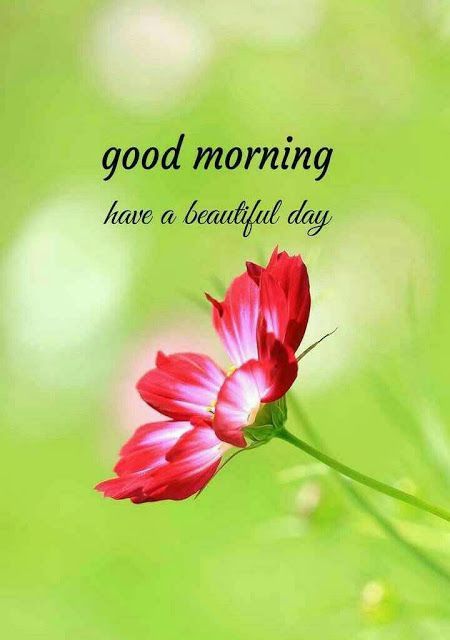 NeilsArsenal's tweet image. good morning everyone 😊