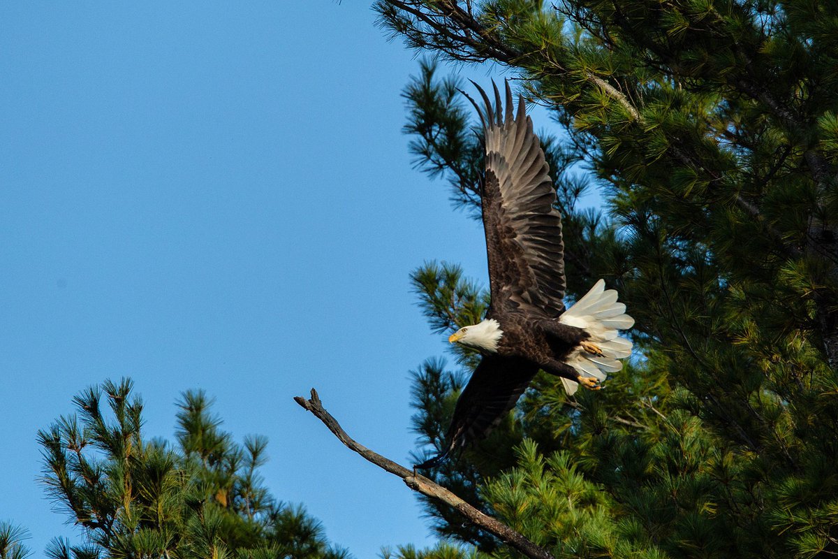 🦅 No better place to see an eagle taking flight than in Eagle River!
📷 @fornearphoto
.
.
.
#eagle #birding #eagleriver #upnorth #wisconsin #naturephotography #photography #travel