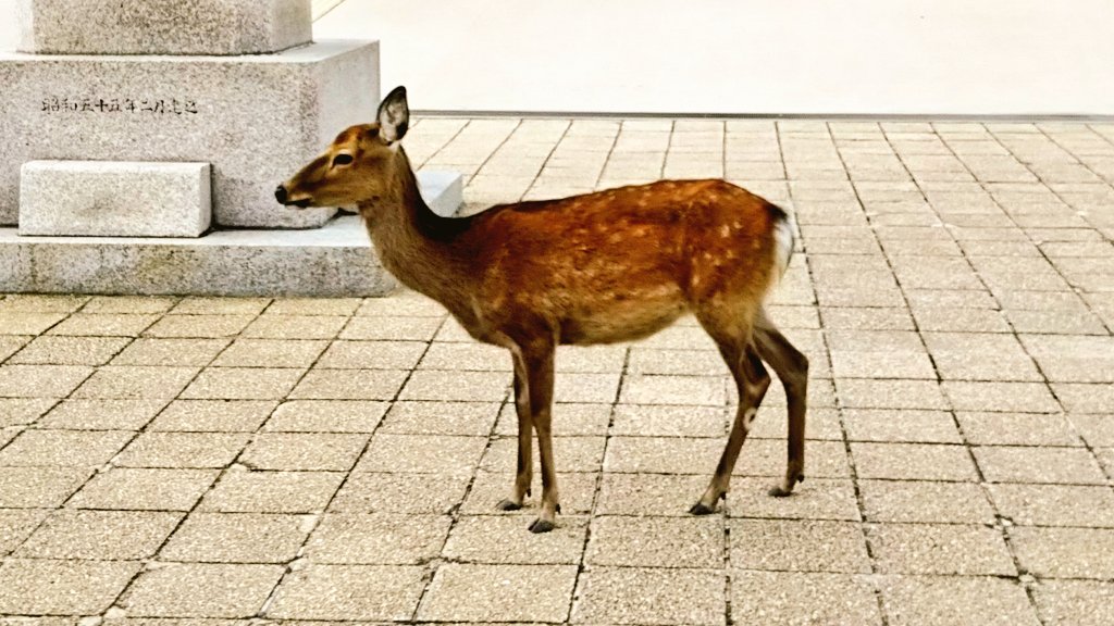 あなごめし野郎 V Twitter 広島大学大学院統合生命科学研究科付属宮島自然植物実験所ですね まずはここのサイトを見たあと 廿日市市のhpで 宮島のシカ を検索して報告書をご覧ください 最後に宮島に来て実物のシカを見て回れば よく理解してもらえると思います