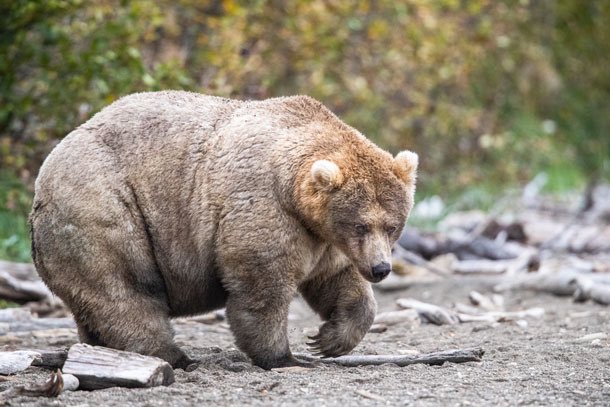 Here’s Holly, the 2019 champion. She once adopted a cub! We stan.