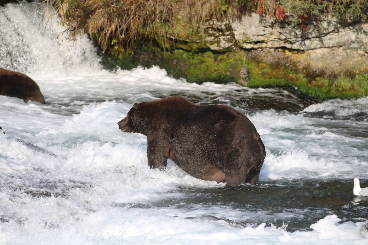A thread with pics of the bears of this year’s  #FatBearWeek to cheer you up after the stress of the debates. Here’s 747, who deserves to finally be crowned champion.