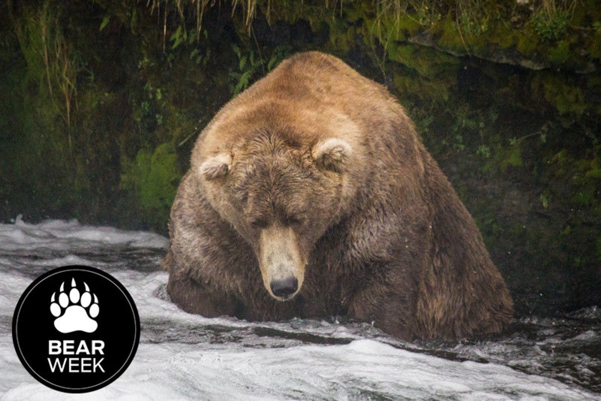 Otis allllmost got my champion vote this year because he’s beautiful (and is the oldest bear who regularly visits the falls). But he’s already won a few times!